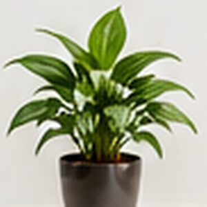 snake plant